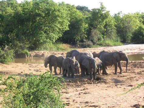 ¡Sumérgete en la historia y la belleza natural del Parque Nacional Yankari! Un oasis de fauna silvestre y paisajes exuberantes